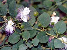 Caper Flowers and buds
