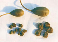 Caper Seeds