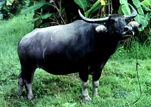 Asian Buffalo