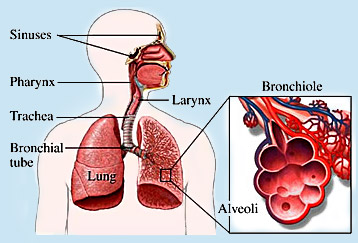 Human respiratory system images
