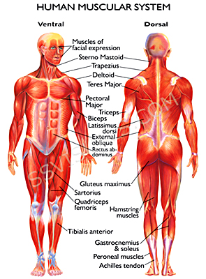 Muscular System Body