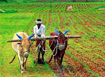 Agriculture - Occupation in Indian Villages