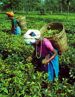 Assam tea Pickers - Village Life in Northeast India