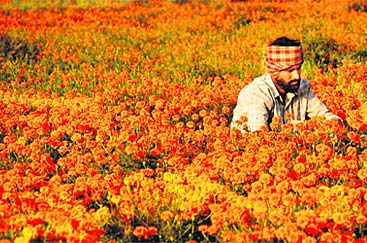 A farmer at Dharamgarh village of Punjab working in marigold field - Village Life in North India