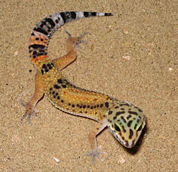 gecko pupil