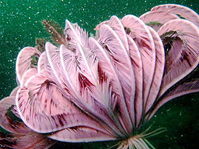Sea Lilies, Indian Marine Species