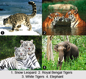 Famous wild animals in india