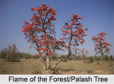 Flame of the Forest/ Palash Tree, Indian Tree