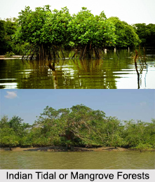 Indian Tidal or Mangrove Forests