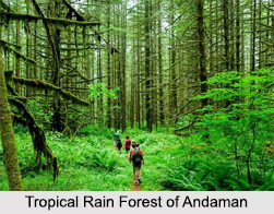 Indian Tropical Rain Forests