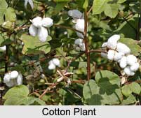 Cotton, Indian Fibre