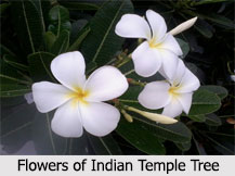 Indian Temple Tree