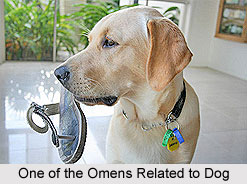 Omens Related to a Dog