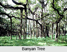 Indian Flora and Fauna