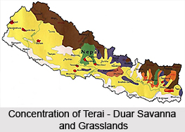 Terai-Duar Savanna and Grasslands in India