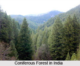 Forestry In India