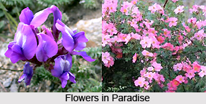 Flora and Fauna of Ladakh
