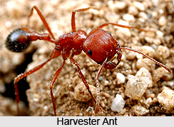 Ants