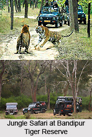 Bandipur Tiger Reserve