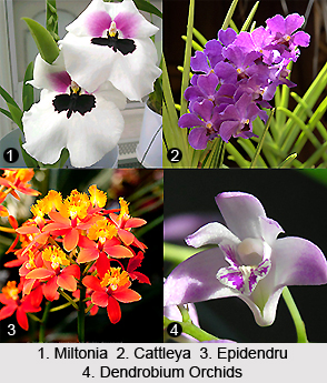 Flowering and Ornamental Trees in India