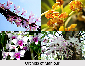 Flora and Fauna of Manipur