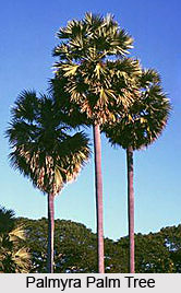 Palmyra Palm Tree, Indian Tree