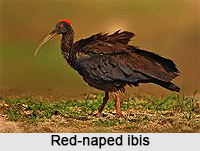 Red-naped ibis, Indian Bird