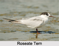 Roseate Tern, Indian Bird