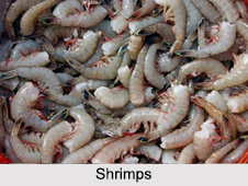 Indian Crustaceans