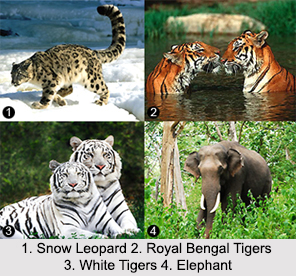 Indian Wildlife