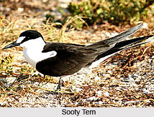 Common birds in India