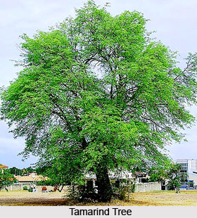 Tamarind Tree, Indian Plant