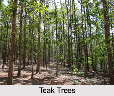 Flora and fauna of Karnataka