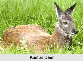Wildlife Sanctuaries of Uttarakhand
