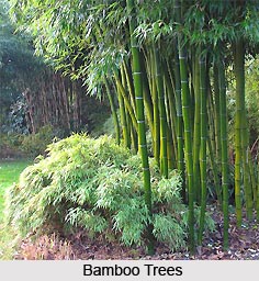 Sacred Trees in India
