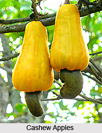 Kajutaka, Indian Medicinal plant