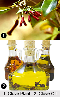 Clove Oil
