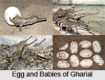 Gharial, Indian Reptile