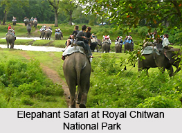 Terai-Duar Savanna and Grasslands in India