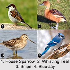 Flora And Fauna Of Uttar Pradesh