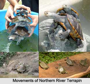 Northern River Terrapin, Indian Reptile