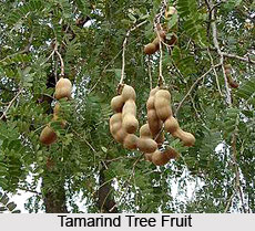 Tamarind Tree, Indian Plant