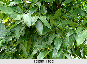 Tejpat