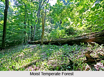 Forests of Chamoli District