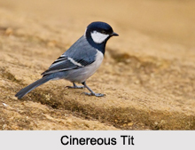 Indian Tits
