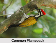 Indian Flamebacks, Indian Birds