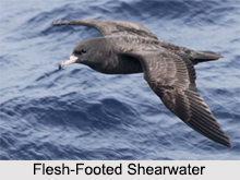 Indian Shearwaters, Indian Birds