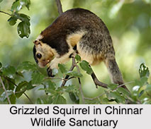 Wildlife Sanctuaries of South India