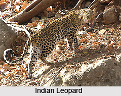 Terai-Duar Savanna and Grasslands in India