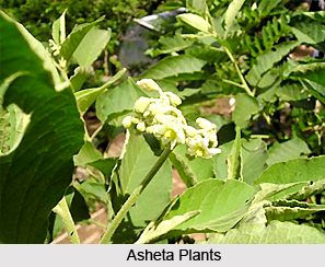 Asheta, Indian Medicinal Plant
